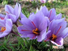 藏红花是西藏产的吗 藏红花是不是西藏产的