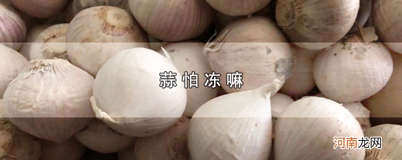 蒜怕冻嘛优质