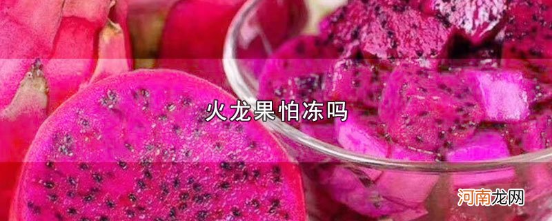 火龙果怕冻吗优质