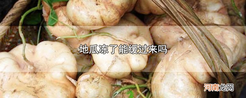 地瓜冻了能缓过来吗优质