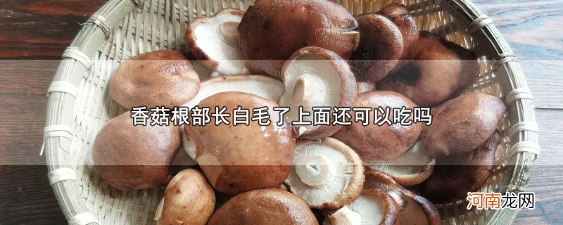 香菇根部长白毛了上面还可以吃吗优质