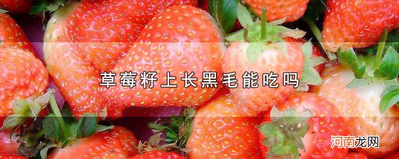 草莓籽上长黑毛能吃吗优质