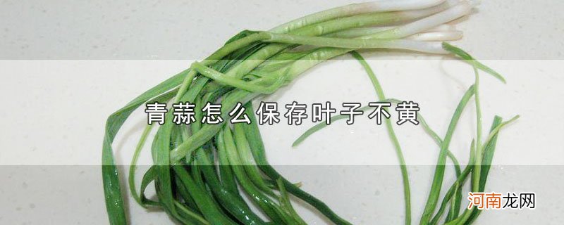 青蒜怎么保存叶子不黄优质