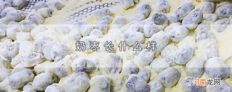 奶栆长什么样优质