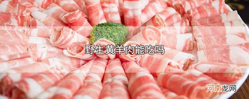 野生黄羊肉能吃吗优质