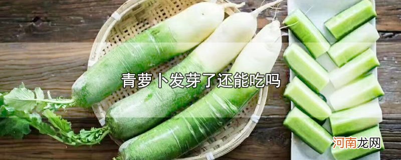 青萝卜发芽了还能吃吗优质