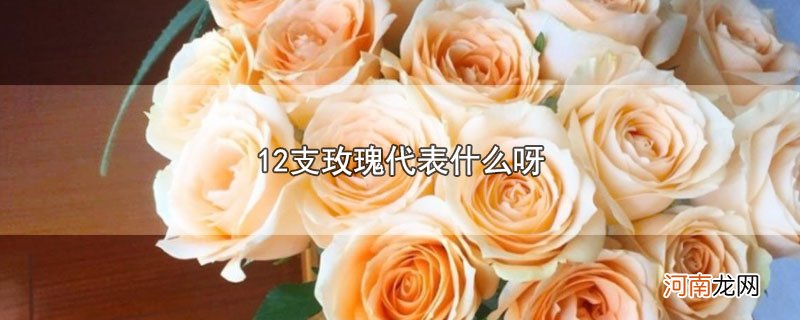 12支玫瑰代表什么呀优质