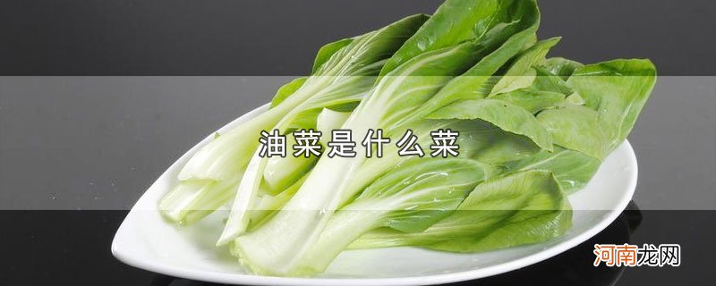 油菜是什么菜优质