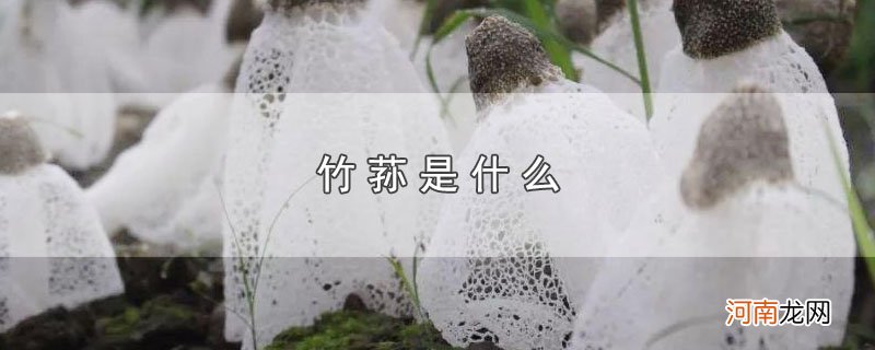 竹荪是什么优质