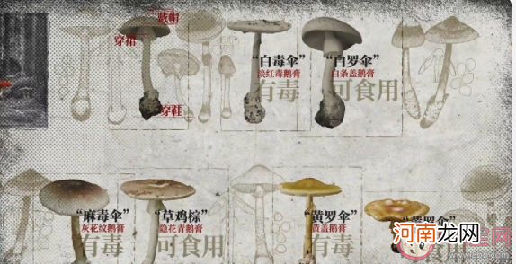 云南|云南人吃的菌子有多毒 致幻蘑菇是如何控制大脑的