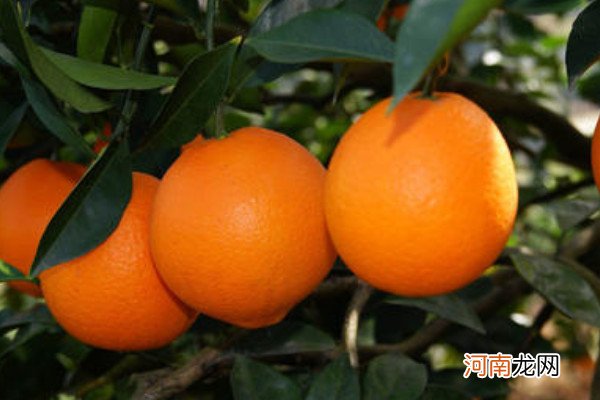 送橙子代表什么意思优质