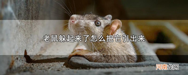 老鼠躲起来了怎么把它引出来优质