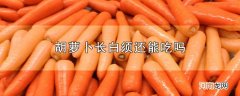 胡萝卜长白须还能吃吗优质
