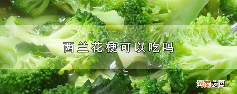 西兰花梗可以吃吗优质