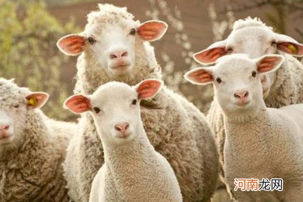 撸羊毛什么意思优质