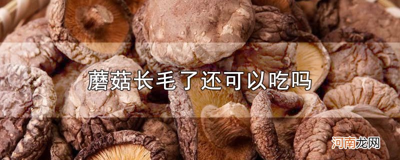 蘑菇长毛了还可以吃吗优质