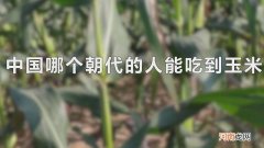 中国哪个朝代的人能吃到玉米优质