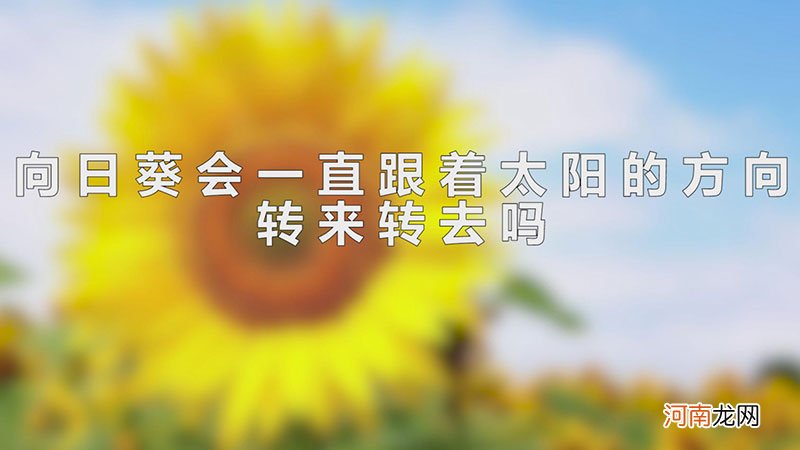 向日葵会一直跟着太阳的方向转来转去吗优质