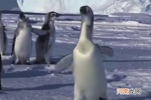 企鹅行走时为什么排成一列纵队优质