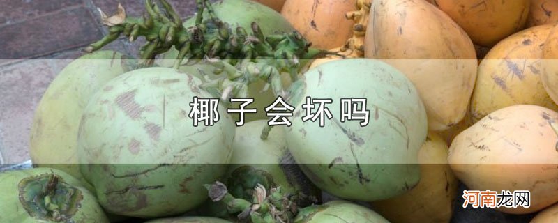 椰子会坏吗优质