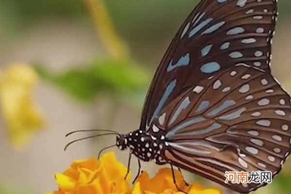 蝴蝶辨别食物味道用身体哪个部位优质