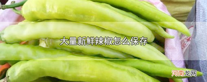 大量新鲜辣椒怎么保存优质