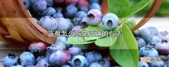 蓝莓怎么吃是正确的方法优质
