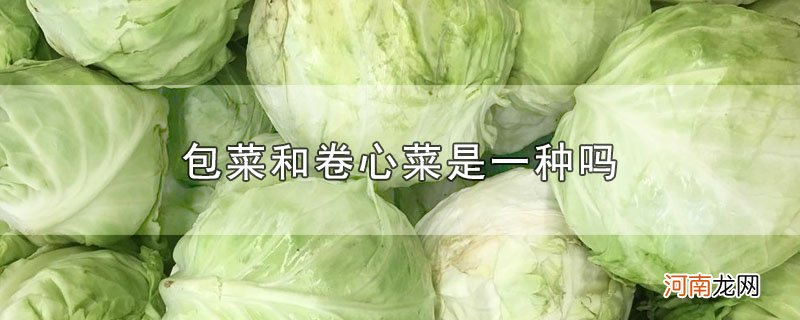 包菜和卷心菜是一种吗优质