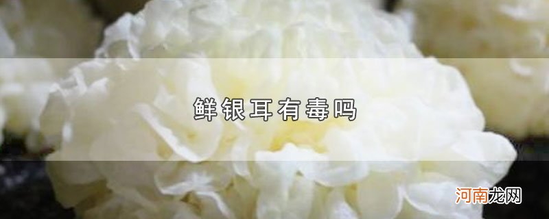 鲜银耳有毒吗优质