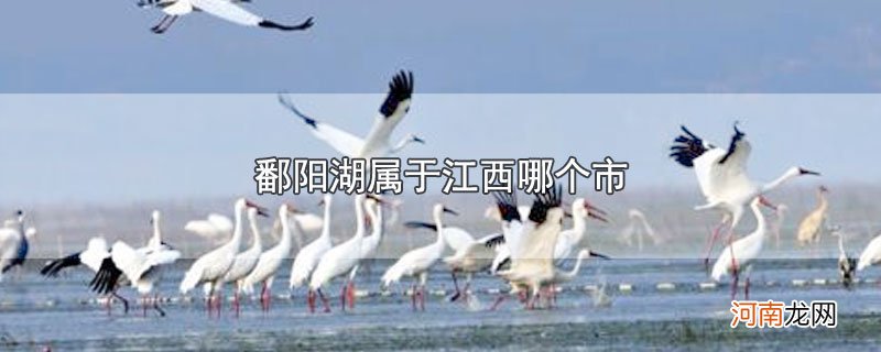 鄱阳湖属于江西哪个市优质