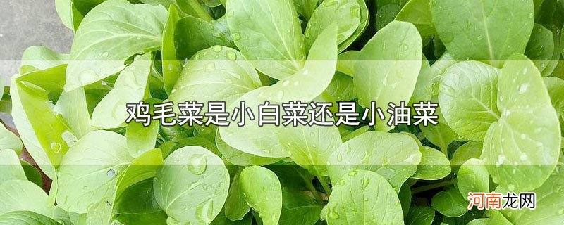 鸡毛菜是小白菜还是小油菜优质