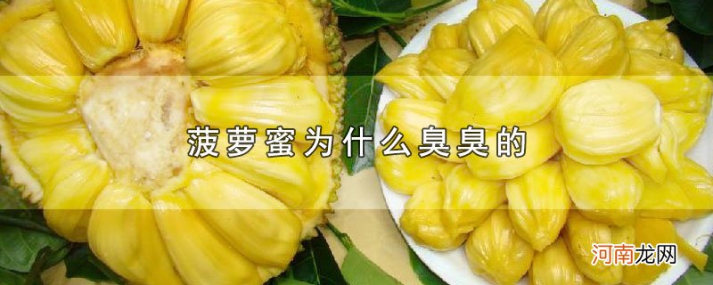 菠萝蜜为什么臭臭的优质