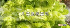 儿菜是榨菜吗优质