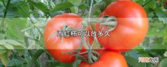 西红柿可以放多久优质