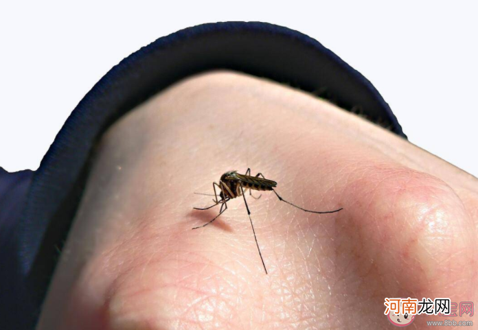 今年|今年蚊子为什么明显变少了 蚊子是哪里来的