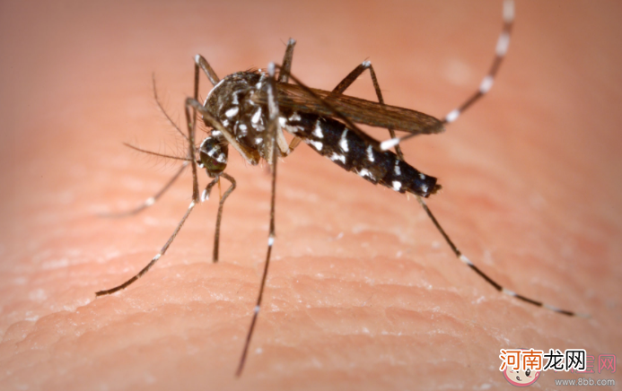 今年|今年蚊子为什么明显变少了 蚊子是哪里来的