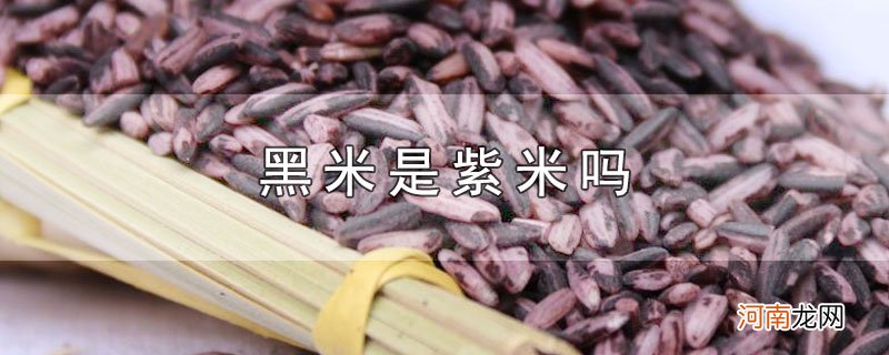 黑米是紫米吗优质