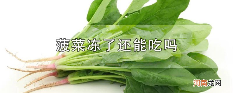 菠菜冻了还能吃吗优质