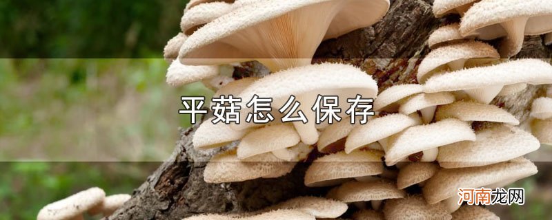 平菇怎么保存优质