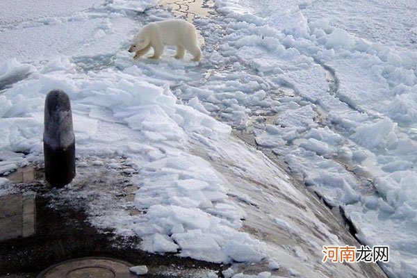 爱斯基摩人是哪个国家的优质