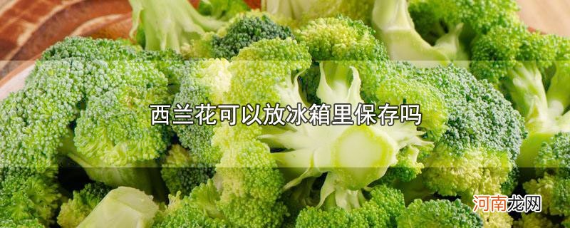 西兰花可以放冰箱里保存吗优质