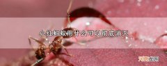 小红蚂蚁用什么可以彻底消灭优质