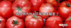 西红柿为什么不能放冰箱里优质
