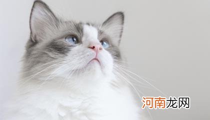 梦见吃猫肉是啥意思优质