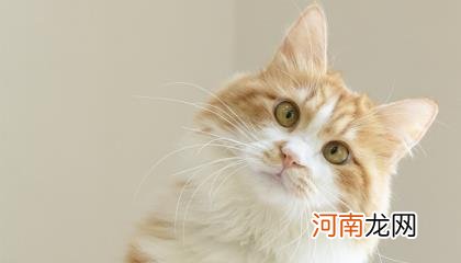 梦见吃猫肉是啥意思优质