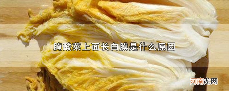 腌酸菜上面长白膜是什么原因优质