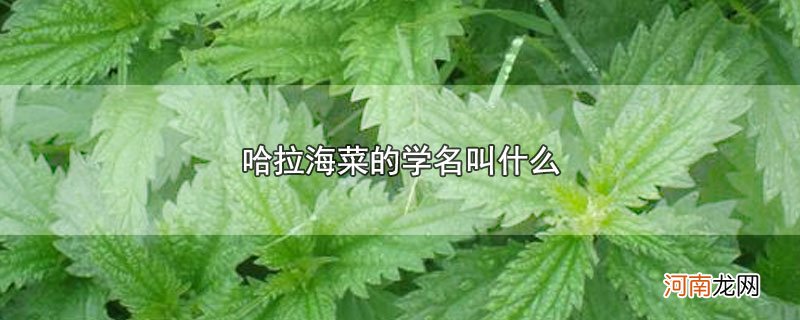 哈拉海菜的学名叫什么优质