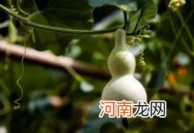 葫芦挂在正对入户门墙上好吗优质