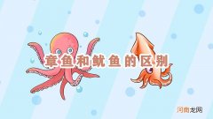 章鱼和鱿鱼的区别优质