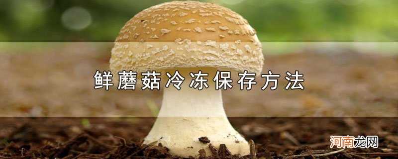 鲜蘑菇冷冻保存方法优质